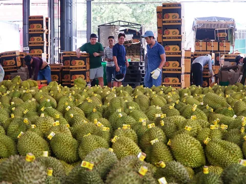 Lễ hội Sầu riêng trở thành “đại sứ du lịch” thu hút của Đắk Lắk