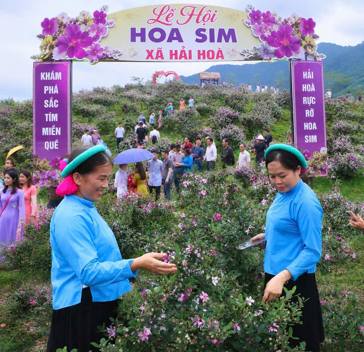 a-8-le-hoi-hoa-sim-hai-hoa-1779108563.jpg