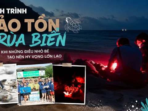10 đêm thức trắng cùng rùa biển ở Hòn Bảy Cạnh, Côn Đảo